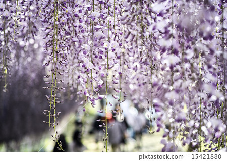 Kawachi Fuzen 15421880