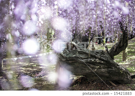 Kawachi Fuzen 15421883