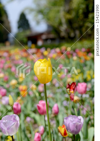 Tulip 15421990