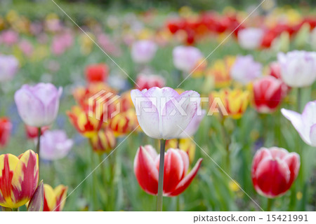 Tulip 15421991