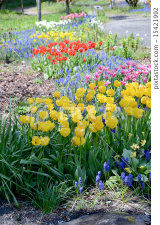 Tulip 15421992