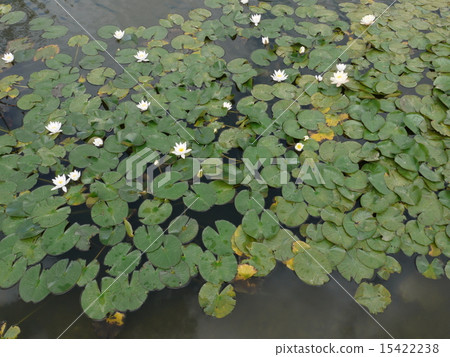 池塘蓮花 池塘蓮花 15422238