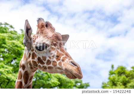 Nogeyama動物園| Amequilin Nogeyama動物園| Amequilin 15422248