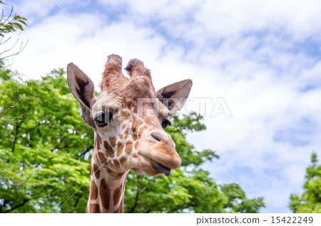 Nogeyama動物園| Amequilin Nogeyama動物園| Amequilin 15422249