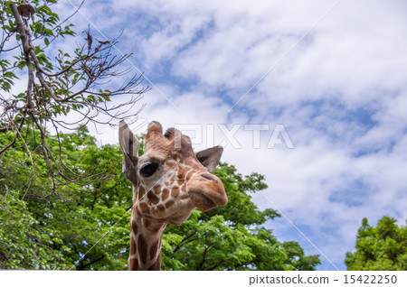 Nogeyama動物園| Amequilin Nogeyama動物園| Amequilin 15422250