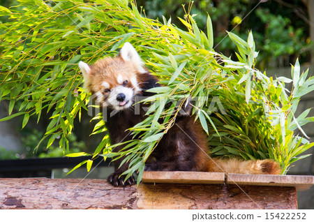 Nogeyama動物園|小熊貓 Nogeyama動物園|小熊貓 15422252