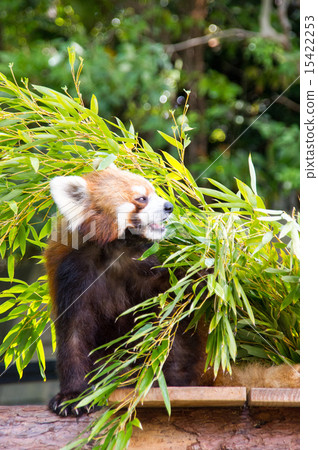 Nogeyama動物園|小熊貓 Nogeyama動物園|小熊貓 15422253