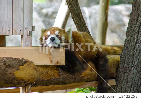 Nogeyama動物園|小熊貓 Nogeyama動物園|小熊貓 15422255