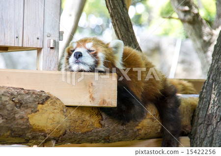Nogeyama動物園|小熊貓 Nogeyama動物園|小熊貓 15422256