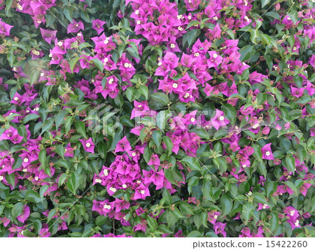 九重葛花 九重葛花 15422260
