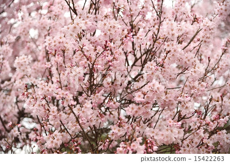 Yamagata·Isa-zawa Kubo櫻花樹 Yamagata·Isa-zawa Kubo櫻花樹 15422263