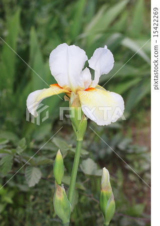 德國鳶尾 15422269