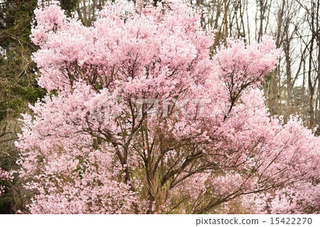 Yamagata·Isa-zawa Kubo櫻花樹 15422270