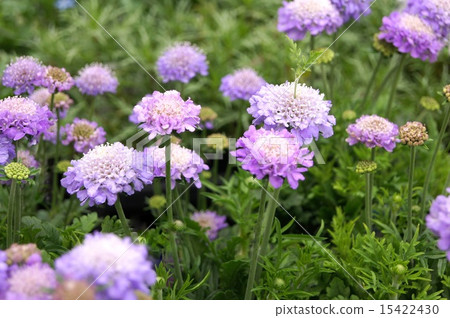 Purple Scuba Osa (Matsumushi Grass) 15422430