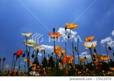 Iceland Poppy 2 Iceland Poppy 2 15422670