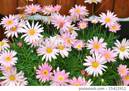 瑪格麗特 15422912