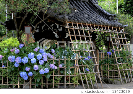 Hayama Shrine hydrangea 15423029
