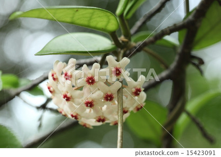Natural plant Sakuraran, around mid-April, I found it in the mountain of Ishigaki-jima 15423091