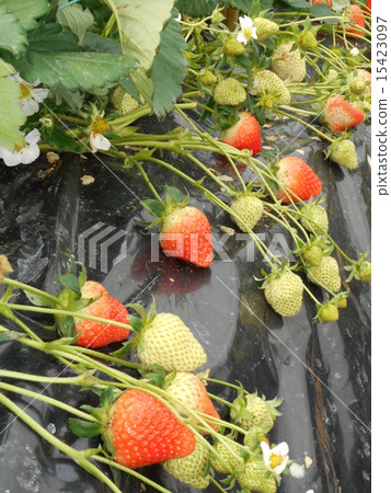 Strawberry field 15423097