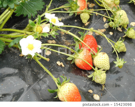 Strawberry field 15423098