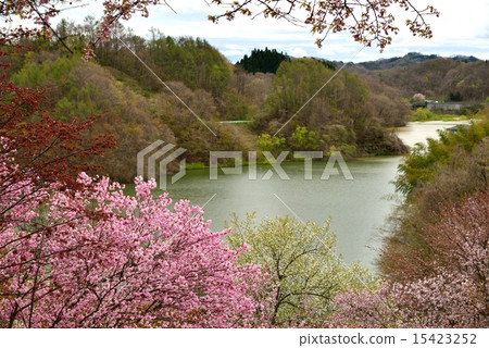 福島縣三春町·櫻花公園 15423252