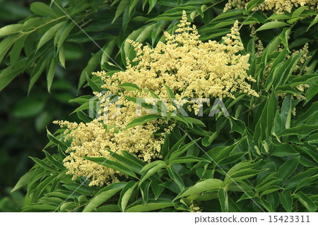 天然植物Fushinohabwaki，蝴蝶和蜜蜂等昆蟲似乎經常訪問 15423311