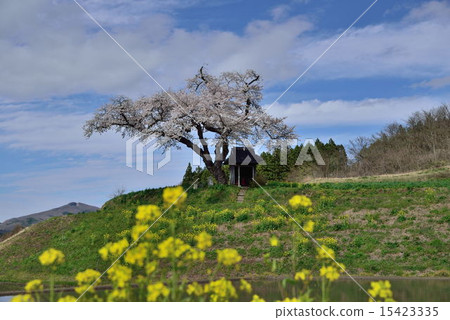 Cherry blossoms in Fukushima Prefecture · Ozawa 15423335