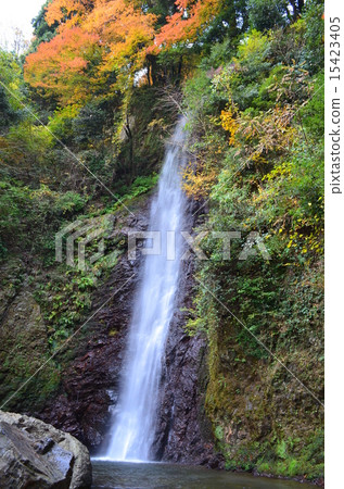 Autumn leaves of the Yoro Falls 15423405