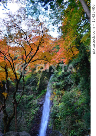 Autumn leaves of the Yoro Falls 15423406