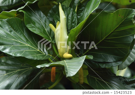 Natural plant bread panicle, it seems that flowers are coming out. Is it something that hangs will become larger in the future Natural plant bread panicle, it seems that flowers are coming out. Is it something that hangs will become larger in the future 15423523