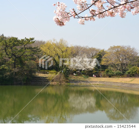 Spring full bloom  15423544