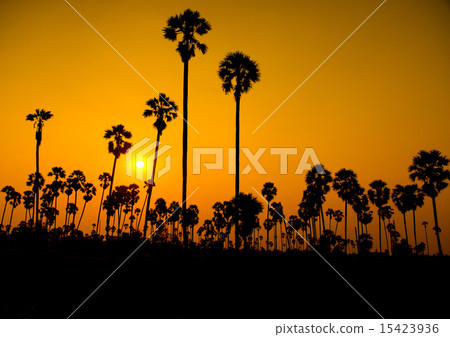 Silhouette sugar palm tree Silhouette sugar palm tree 15423936