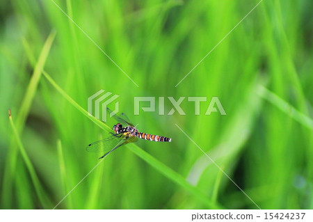 Hachijotombo 15424237