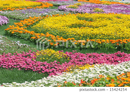 春天的花壇 15424254