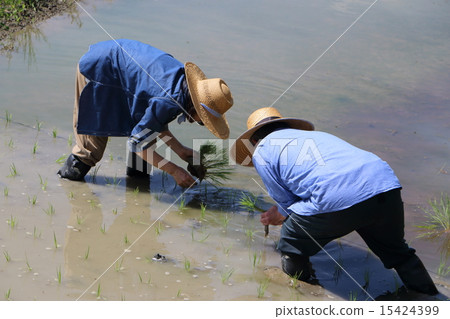 Rice planting 15424399