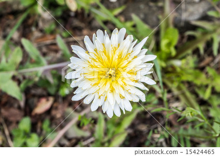 Material of the tongue-shaped corolla of Shirahana Tamapi (White Dandelion) 15424465