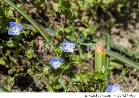 青金石（Lilacaraxa）花冠的材料 15424466