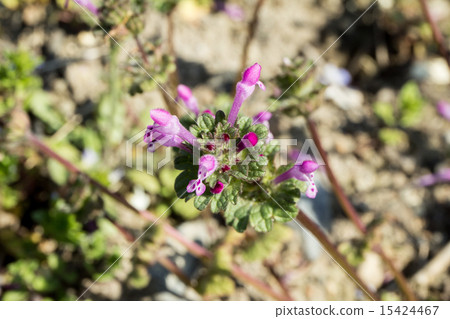 佛的唇帆布（Hotokenoza）的材料 15424467