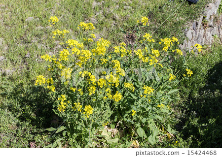 西方石油公司（油菜）的庫存材料 15424468