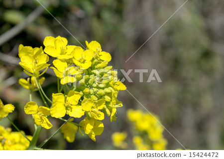 西洋油(菜籽油)花序材料 西洋油(菜籽油)花序材料 15424472