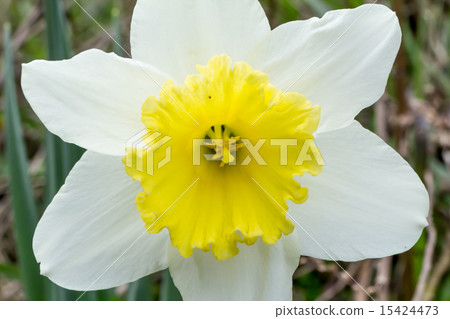 Daizo Narcissus（大杯水仙花）鐘乳石的材質 15424473