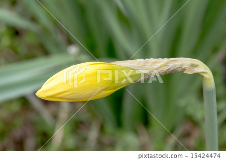 Material of bud of Narcissus 15424474