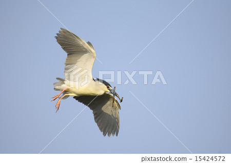 Goya carrying nest material 15424572