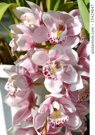 Cymbidium 15424647