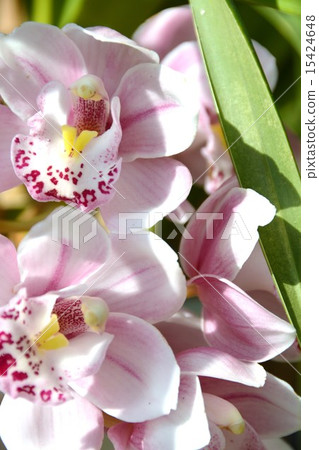 Cymbidium 15424648