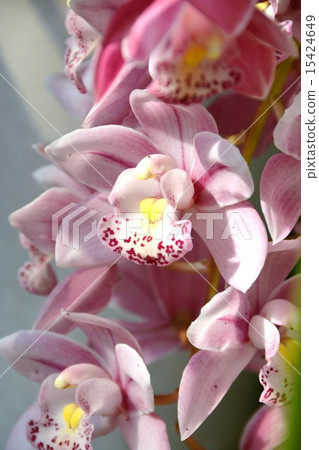 Cymbidium 15424649