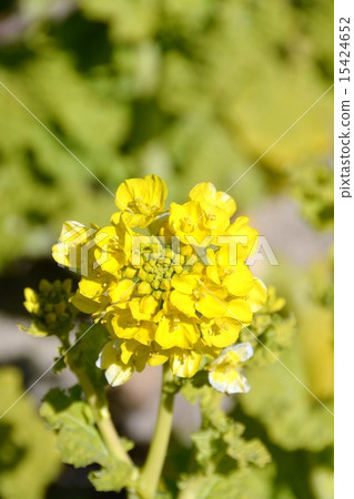 Rapeseed field Rapeseed field 15424652
