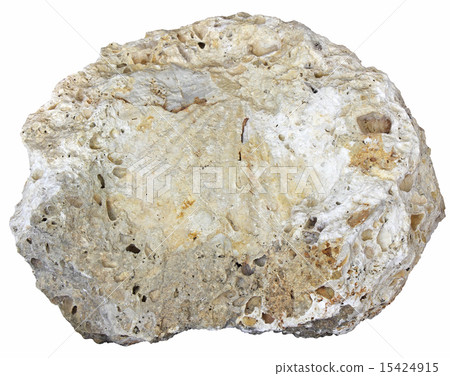 fossilized seashell 15424915