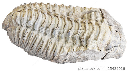 Fossilized trilobite 15424916