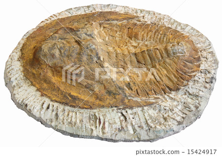 Fossil 15424917